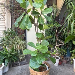 観葉植物　リラータ　高さ１６０センチの画像