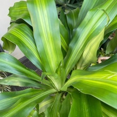 観葉植物　ドラセナ・マッサンゲアナ　高さ１３３センチの画像