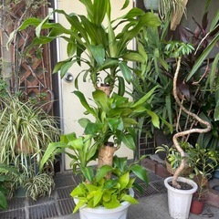 観葉植物　ドラセナ・マッサンゲアナ　高さ１３３センチの画像