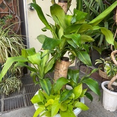 観葉植物　ドラセナ・マッサンゲアナ　高さ１３３センチの画像