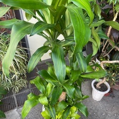 観葉植物　ドラセナ・マッサンゲアナ　高さ１３３センチの画像