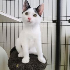 天然系おとぼけ★わんぱく3兄妹