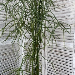 観葉植物　ミルクブッシュ　高さ１８５センチの画像