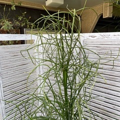 観葉植物　ミルクブッシュ　高さ１８５センチの画像