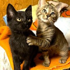 【くろゆり♀】生後3ヶ月おしゃべり黒猫ちゃん