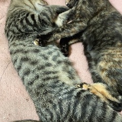 里親さん募集をしています。オス　メス - 猫