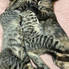 里親さん募集をしています。オス　メス − 大阪府