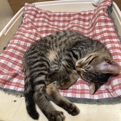 里親さん募集をしています。オス　メス - 里親募集