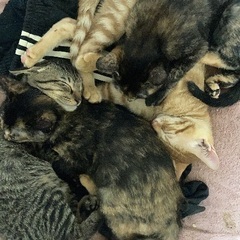 里親さん募集をしています。オス　メス - 大阪市