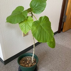観葉植物3点の画像