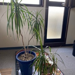 観葉植物3点の画像