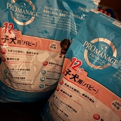 犬餌 パピー用の画像