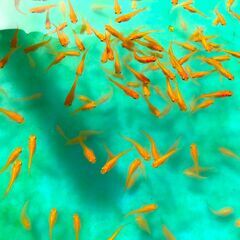 【３０匹で１０００円】メダカ 血統【楊貴妃】2025-９６ 好評《受付中》の画像