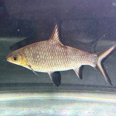 セベラム、シルバーシャークです。
の画像