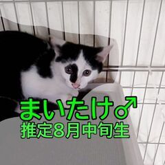 まいたけ♂　推定8月中旬生　11月8日㈯立川市ウィズマル動物病院...