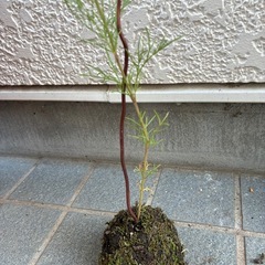 苔玉(手作り品)の画像