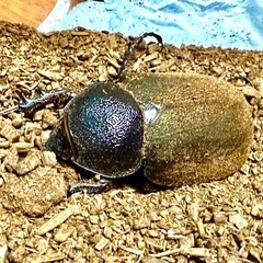 コーカサスオオカブトペアの画像