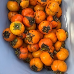 柿　収穫したて！
の画像