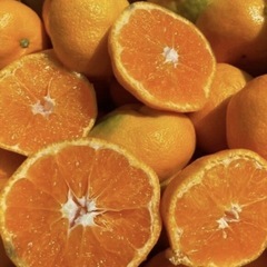 愛媛産　みかん　5キロ　1800円の画像