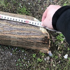 生木 枝払い済 ハリエンジュ？の画像