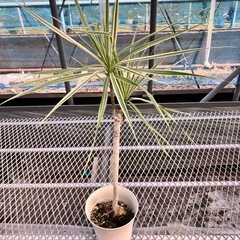 観葉植物3点セット　コーヒーの木、コンシンネ、アルテシマの画像