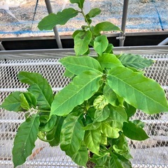 観葉植物3点セット　コーヒーの木、コンシンネ、アルテシマの画像