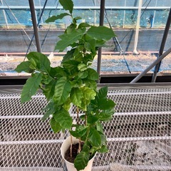 観葉植物3点セット　コーヒーの木、コンシンネ、アルテシマの画像