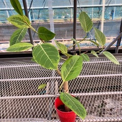 観葉植物3点セット　コーヒーの木、コンシンネ、アルテシマの画像