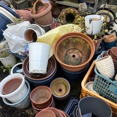 植木鉢、火鉢そのた　盆栽の画像