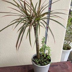 コンシンネ🪴の画像