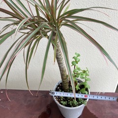 コンシンネ🪴の画像