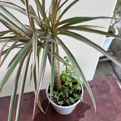 コンシンネ🪴の画像