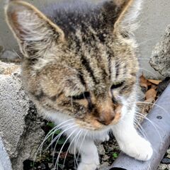 寂しそうな顔をしたこの猫ちゃんを助けて頂けませんか? いつ…