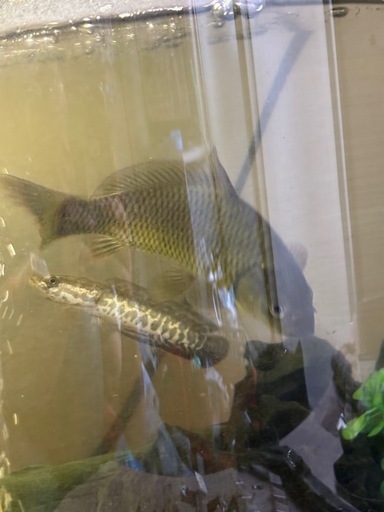 雷魚の子供と真鯉の子供