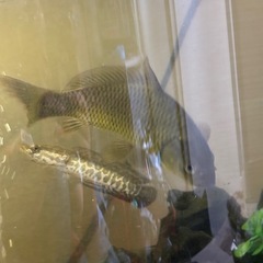 雷魚の子供と真鯉の子供の画像