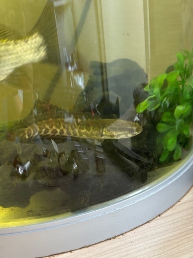 雷魚の子供と真鯉の子供