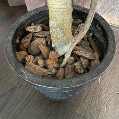 観葉植物　造花　の画像