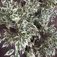 観葉植物　造花　の画像