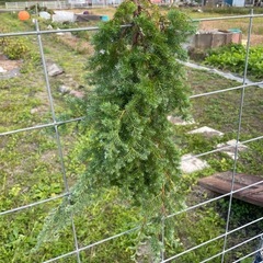 ヒムロスギ　　クリスマス飾りの画像