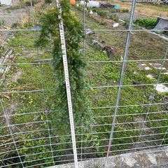 ヒムロスギ　　クリスマス飾りの画像