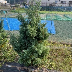 ヒムロスギ　　クリスマス飾りの画像