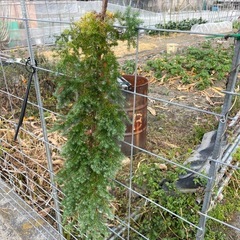 ヒムロスギ　　クリスマス飾りの画像