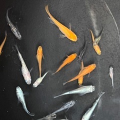 めだか　20匹　サイズふぞろい不揃いの画像