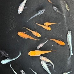 めだか　20匹　サイズふぞろい不揃いの画像