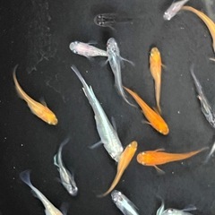 めだか　20匹　サイズふぞろい不揃いの画像