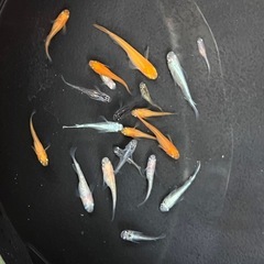 めだか　20匹　サイズふぞろい不揃いの画像