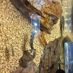 引き渡し決定
の画像