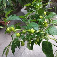 【売却済】2025_03ハバネロ（とうがらし）の苗の画像