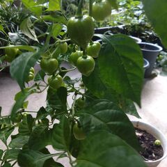 【売却済】2025_03ハバネロ（とうがらし）の苗の画像