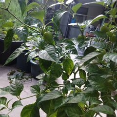 【売却済】2025_03ハバネロ（とうがらし）の苗の画像